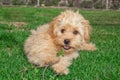 Mini Goldendoodle puppy dog Ã¢â¬â¹Ã¢â¬â¹walks outdoors on a green lawn